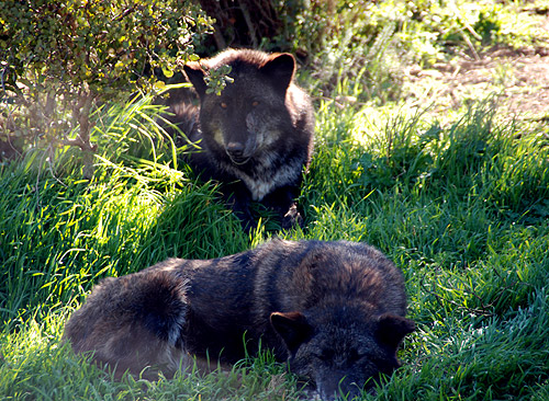 Mis Lobos de la manada Darkness Loboalfa