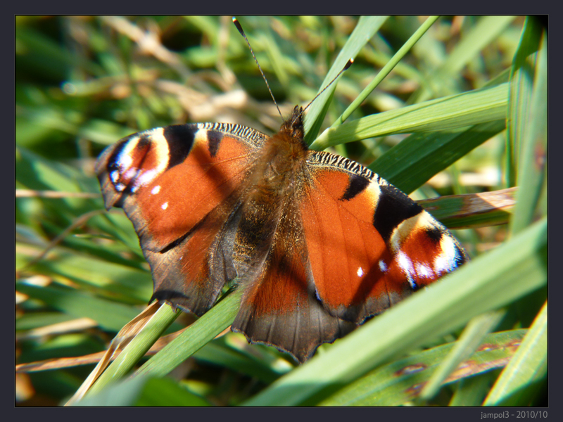 Premiers pas en macro... P1020186