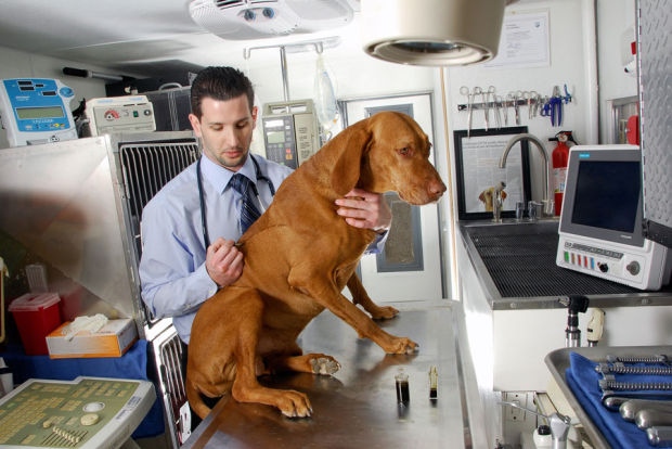 Pot For Pets: Vets Recommend Medical Marijuana For Animals In Pain 51b732dfebe7b.preview-620