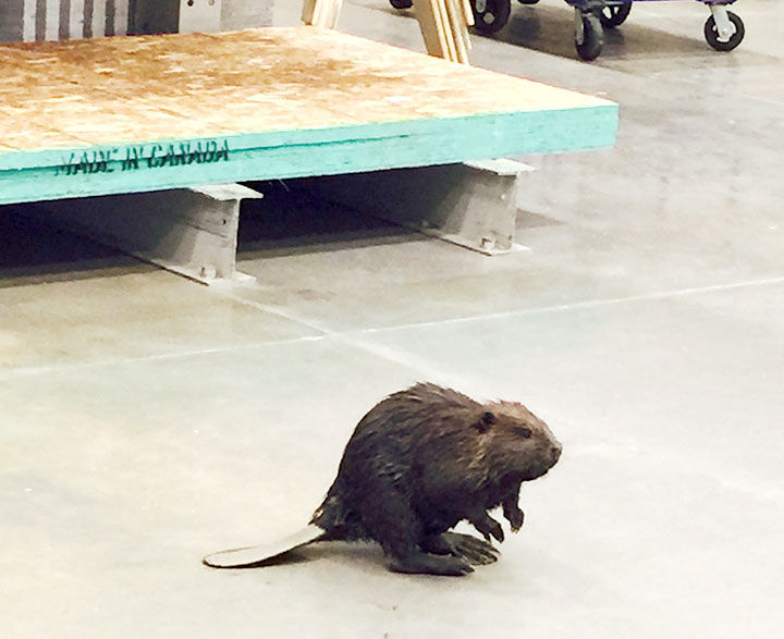 A Beaver Walks Into a Lumber Store... 555674004723f.image