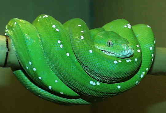 Chondropython viridis Viridis1