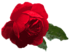 Bon Mardi Rose-rouge-1