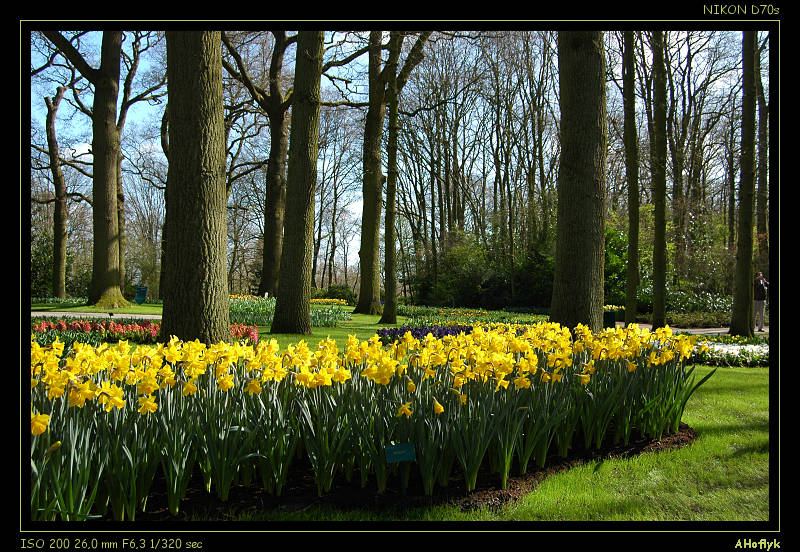 les fleurs en photo... Jonquille44