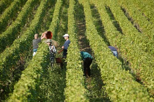 Vendanges septembre 1459 Vendangesgeneve