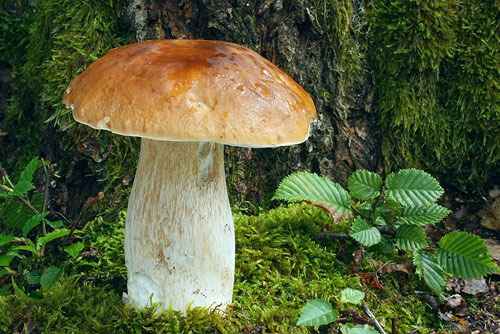 SƯU TẬP NẤM - Page 3 Boletus_edulis_0