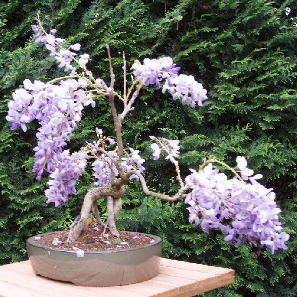 Hè Glycine%20mauve%2005-06%20yamadori%202000