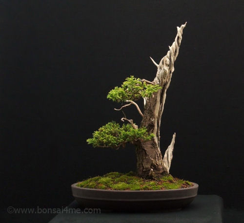 bonsai collection from Harry Harringon # 1 Chamae%20bonsai%20