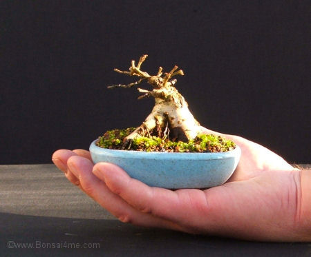mame from harry Cotoneaster%20mame%20bonsai%200109