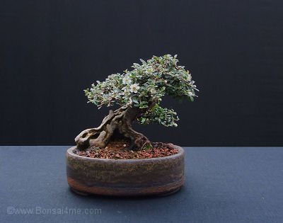 mame from harry Cotoneaster%20shohin%20flowers%200507%20400