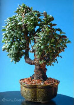 mame from harry Crassula%20small