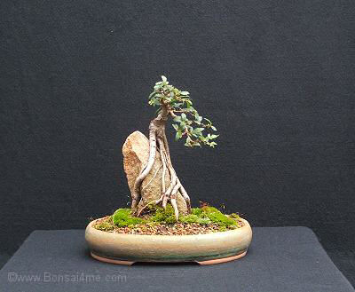 salix arbuscula bonsai Bonsai Globe Willow Tree Cutting - Large Thick Trunk main image 0