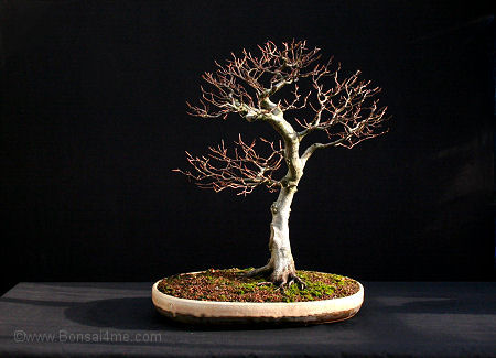 bonsai collection from Harry Harringon # 1 Beech%20bonsai%200109%20(4)