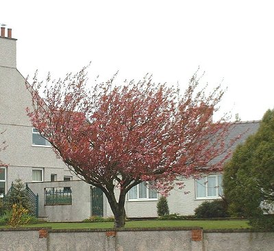 styles of Bonsai:take a look part 1 Windswept%20prunus%20cherry%20anglesey%200404