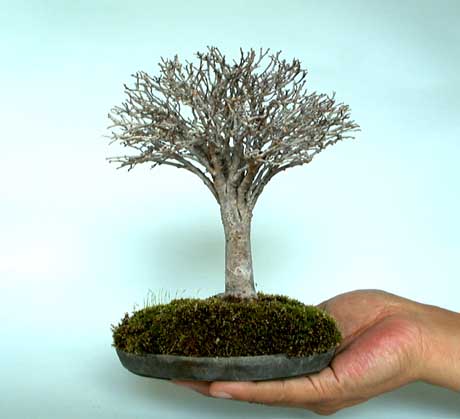 Bonsai Minielm