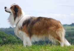 Border Collie Thumb-border-collie-color-sable