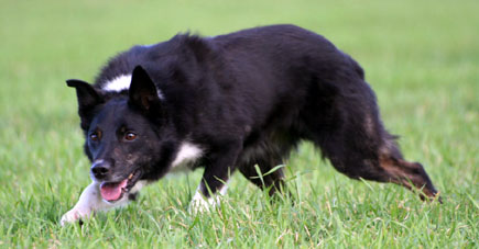 Border collie (FCI 297) BCSBen