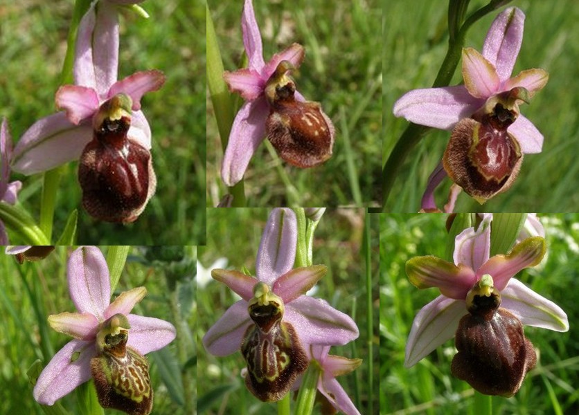Ophrys aveyronensis ( Ophrys de l'Aveyron ) Avey1
