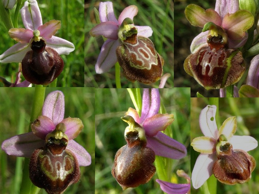 Ophrys aveyronensis ( Ophrys de l'Aveyron ) Avey2