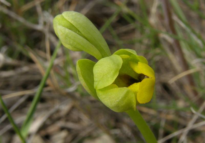 Ophrys (Pseudophrys) lutea ( Ophrys jaune ) Lut3