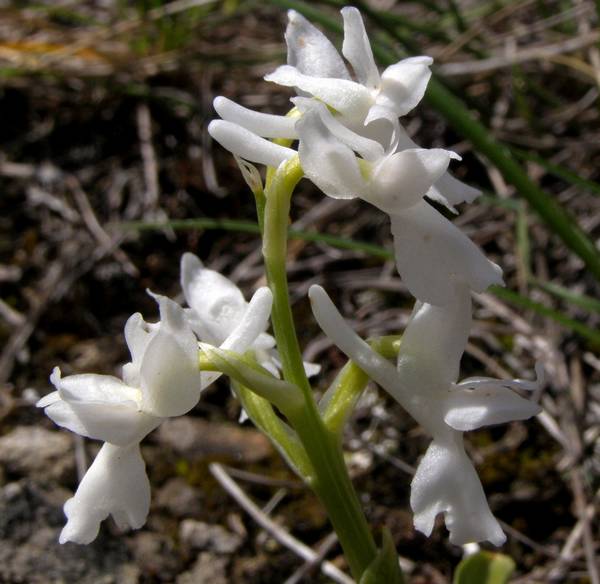 Orchis olbiensis ( Orchis d'Hyères ) Olbalba