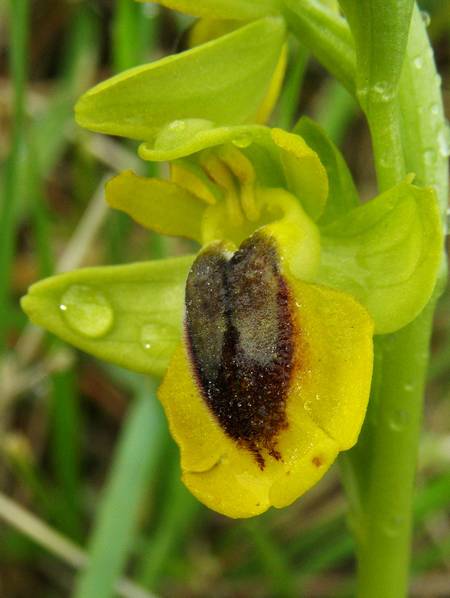 Ophrys (Pseudophrys) lutea ( Ophrys jaune ) Lut