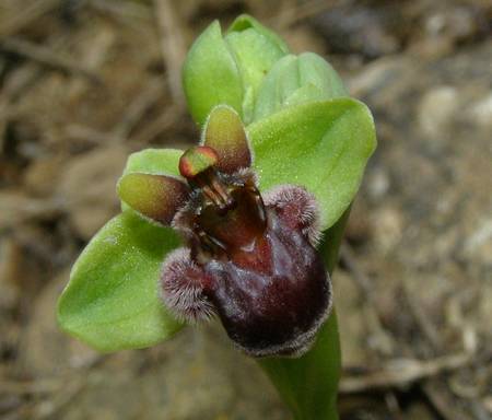 Ophrys bombyliflora ( Ophrys bombyx ) Bomb1