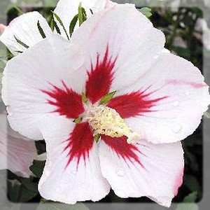 [INFORMATION] Citroën Europe - Les News - Page 14 Hibiscus-syriacus-a-fleurs-simples-1