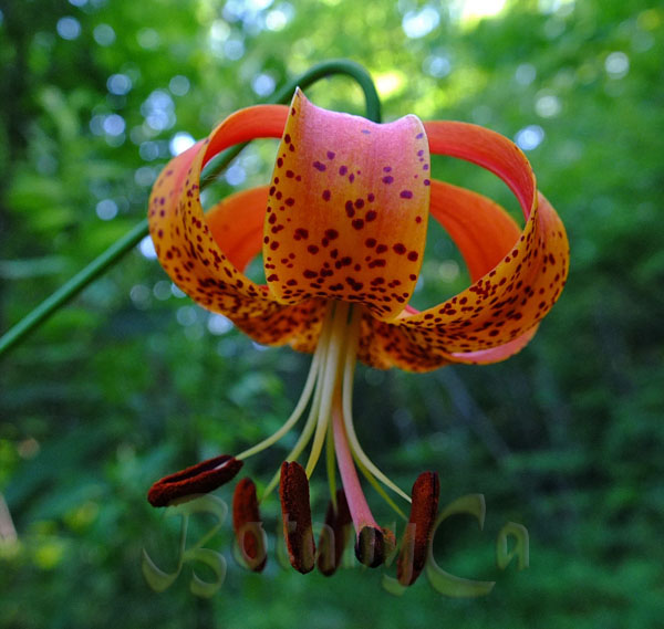 Semis de Lilium Lilium-michiganense-detail