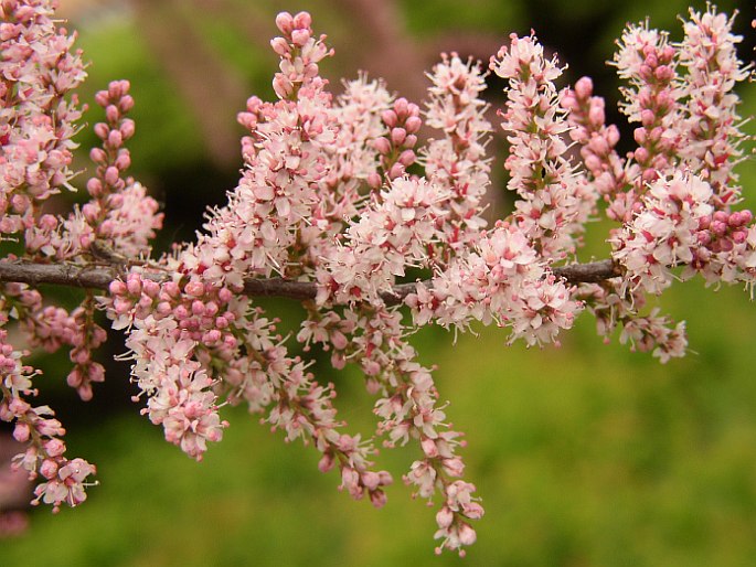 Εικόνες Φυτών... - Σελίδα 31 Tamarixparvifloraherb2