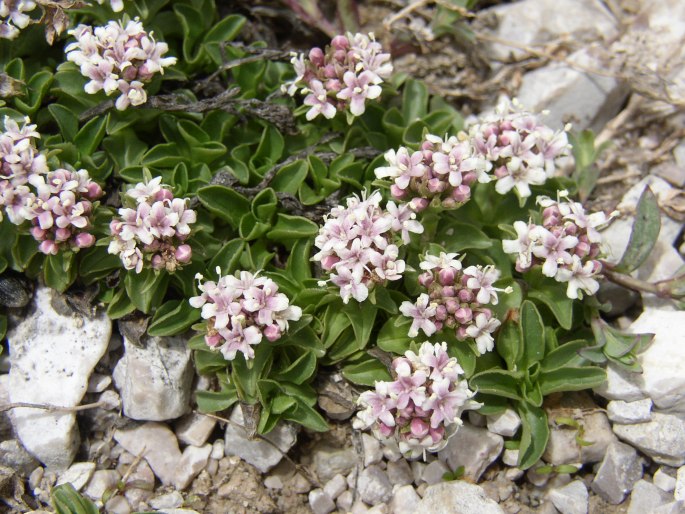 Semis de Valeriana Valerianasupinaherb