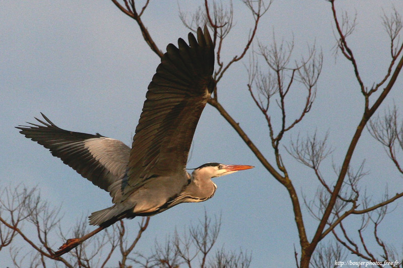 mon 1er heron 0585_web