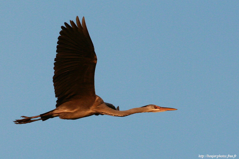 mon 1er heron 0609_web