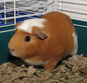 CÁC LOẠI GUINEA PIG ( chủng loại và màu sắc) Guineapig-george-070108-1