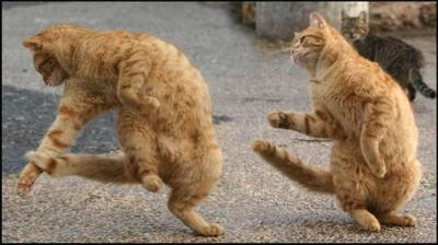 المرة دى صور خاصه الرقص والموسيقى Funny-dancing-cats