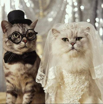 ياريت كل الي موجود في المنتدي يدخل ياريت مش هقول ده ايه Catwedding%5B1%5D