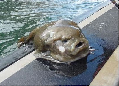 صور لأسماك غريبه الشكل...سبحان الخالق Lumpfish