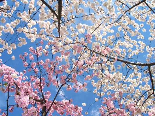 வாழ்க்கையை அழகாக்க Cherry-blossoms