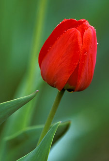     RED-TULIP.