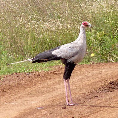 hamilton - nouveauté 2009 : Hamilton base Kenya-secretary-bird