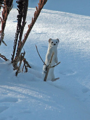 En Güzel Hayvan Bebekleri Resimleri, En Güzel Yavru Hayvan Resimleri Cute_animals_009