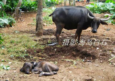 Buffalo (Gawmish) Baby With Two Heads Baby-buffalo-with-Two-Headed-004