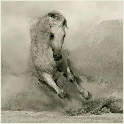 Бяла нежност - Page 2 Arabian-horses-008