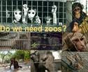Zoolgicos: trfico, prisin y sacrificio de animales Necesitamos