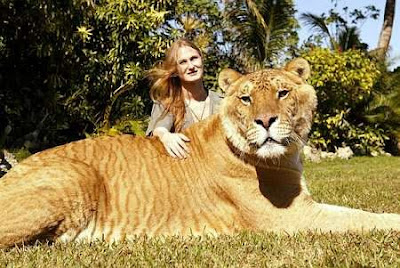 World's Largest Liger (Lion+Tiger) 6