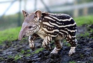 Animais Estranhos do Mundo...! Tapir_baby