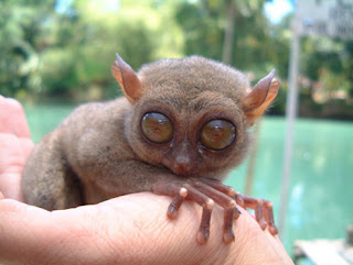 Animais Estranhos do Mundo...! Tarsier