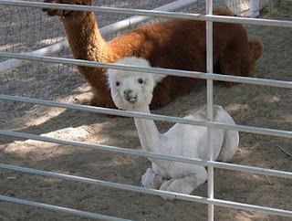 Animais Estranhos do Mundo...! Alpaca