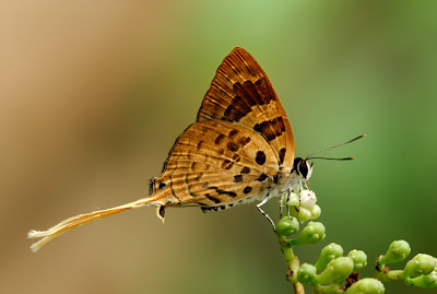 butterflies The-Plane2