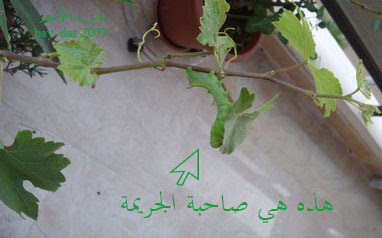 الجريمة الخضراء (بالصورة) D6