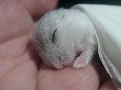 Hamster Baby-hamster-pearl-winter-white